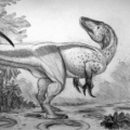 † Megaraptor namunhuaiquii<p>(vor etwa 93,9 bis 89,7 Millionen Jahren)</p>